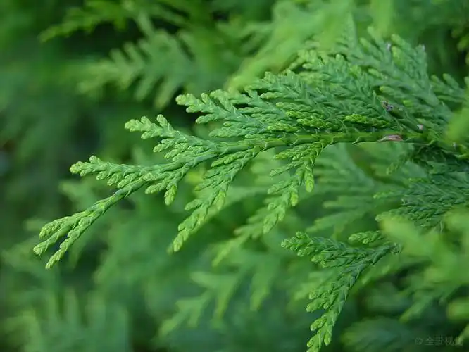 绿色_松树_叶子_图片大全