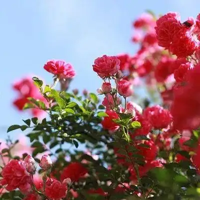 头像适合女人唯美微信头像