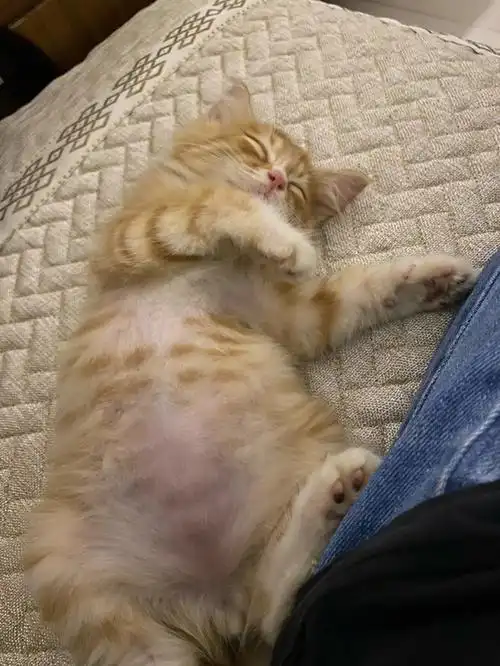 橘猫的腰围增长速度惊人