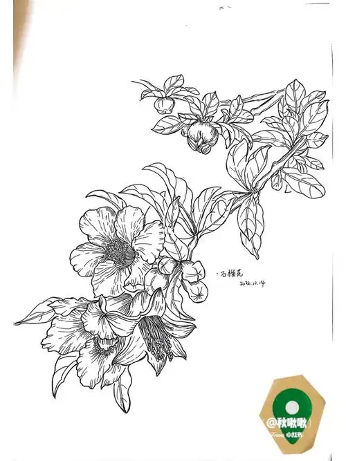 花卉练习石榴花290