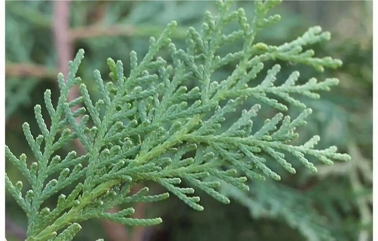 我需要侧柏树🌲的图片! 想让家里人看看有没有,山上还是哪,但是他们