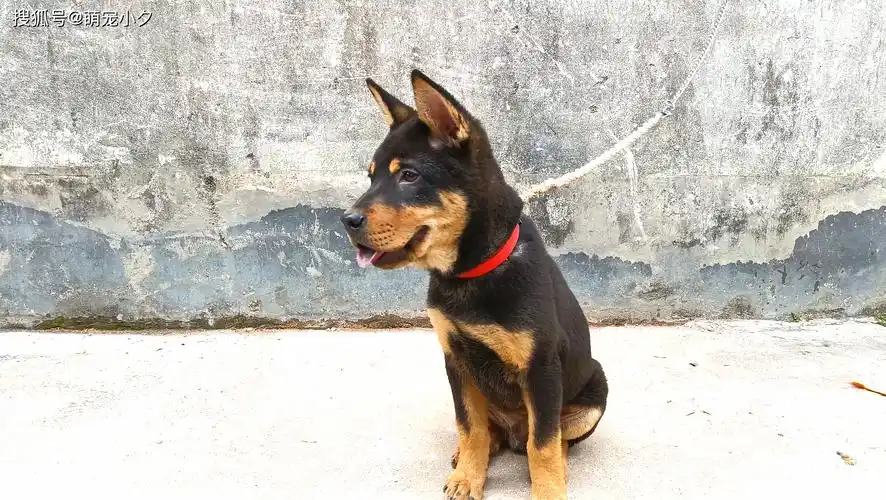 在我家,就有这样一只140多天大的中华田园犬——四眼铁包金.