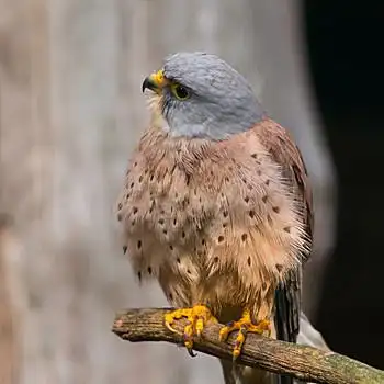 红隼,较小,鹰,特写