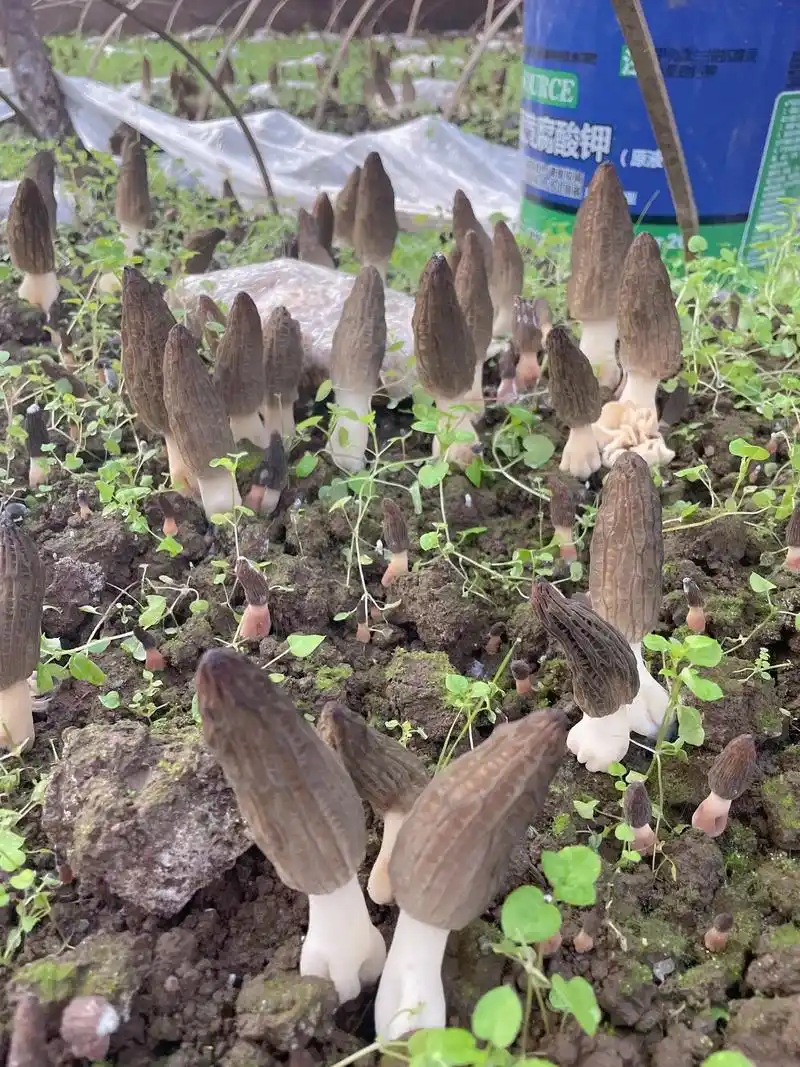 新鲜羊肚菌上市啦,现在在地里,下午就到伱的餐桌上啦!#新鲜食 - 抖音