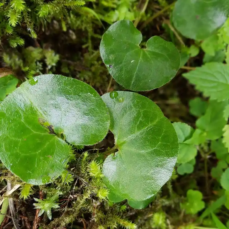 中药金钱草擅治疗尿中夹砂,尿中带血,排尿中断,尿痛结石【仅供参考】