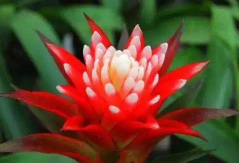 鸿运当头不仅有吉祥好运寓意,据说还有避邪化煞吸纳污气等作用