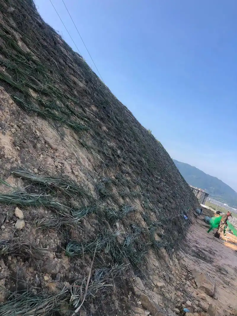 发一张你被点赞最多的照片 #边坡绿化 - 抖音