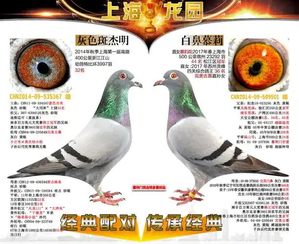 慕利门经典配对_上海龙园_ ag188.com爱鸽商城_中国信鸽信息网