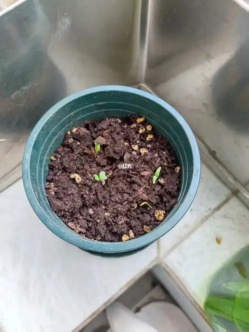 满天星种植记录-4(观察)