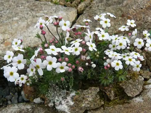 小花朵朵似繁星—华北地区点地梅属植物欣赏与识别