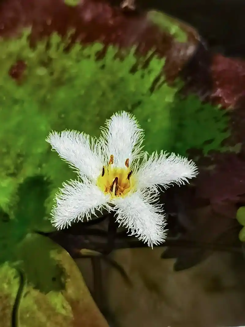 金银莲花#植物 #我的摄影日记 #静物 - 抖音