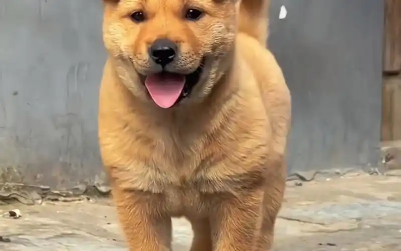 中华田园犬之黄狗白面你爱了吗?#中华田园犬 #我家的小土狗 #狗狗