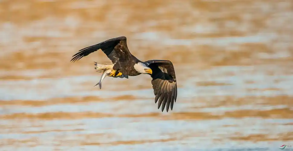 (白头海雕)白头海雕拍摄进行时(1)-秋染马里兰【12日添加(2)】