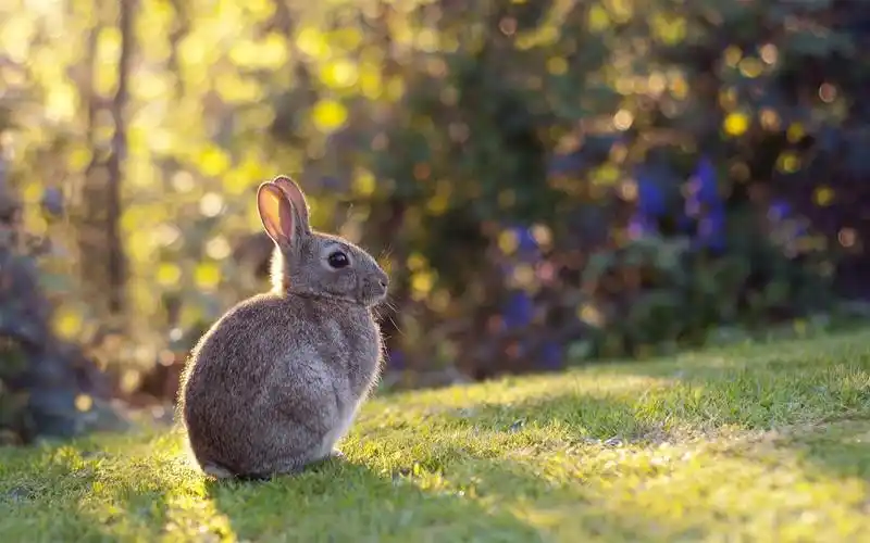 灰兔,野兔,草,阳光