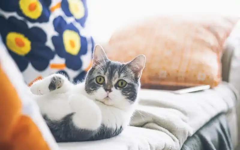 猫,喵星人,呆萌,可爱,发呆,午后,萌宠猫壁纸图片