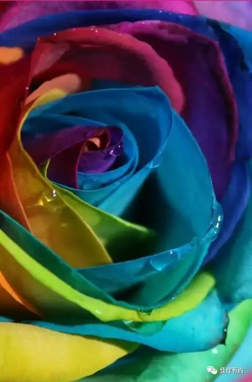 炫彩玫瑰花