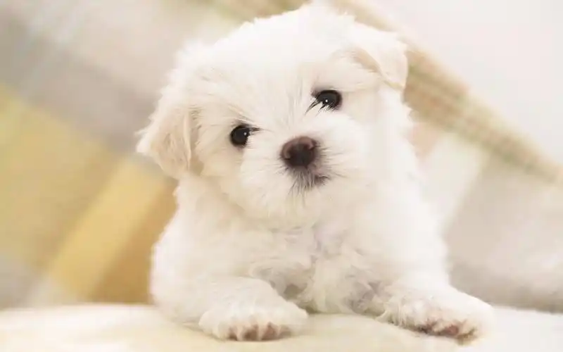 首页 图片大全 萌萌的宠物狗 > || 更新时间:2014-07-14 颜色分 白色