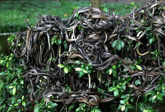 巴西蛇岛每平方米1条蛇岛上毒蛇比陆地近亲毒5倍成为人类禁地