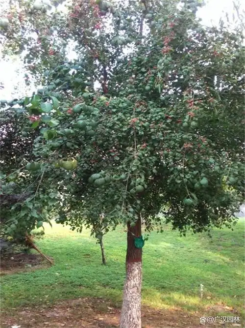 丝棉木养殖注意事项