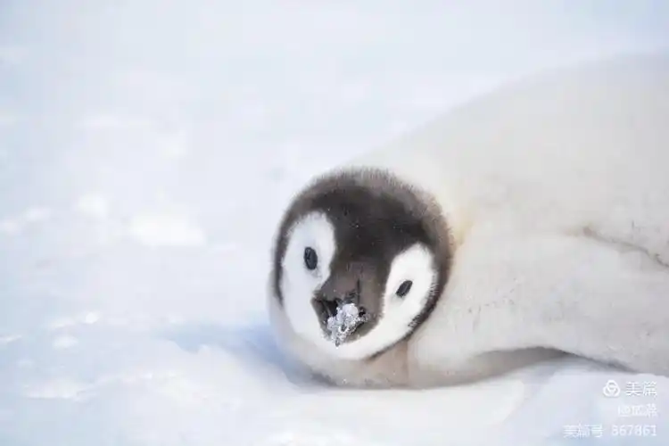 南极之南,赴一场与冰雪世界的精灵一帝企鹅的约会!(二)