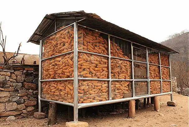 原创玉米大范围反弹上涨能否重回15元斤谨防3月下跌行情