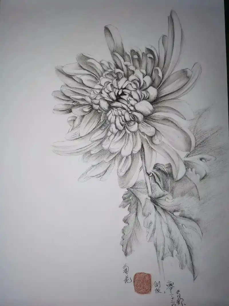 素描花卉手绘《菊花》菊花具有清寒傲雪的品格