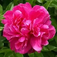 牡丹花头像大全 高清红色牡丹花头像_微信头像图片大全