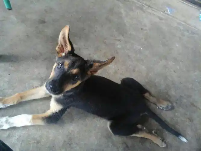 这种土狗和狼狗杂交出来的狗,长大以后,会长成像狼狗一样大吗?