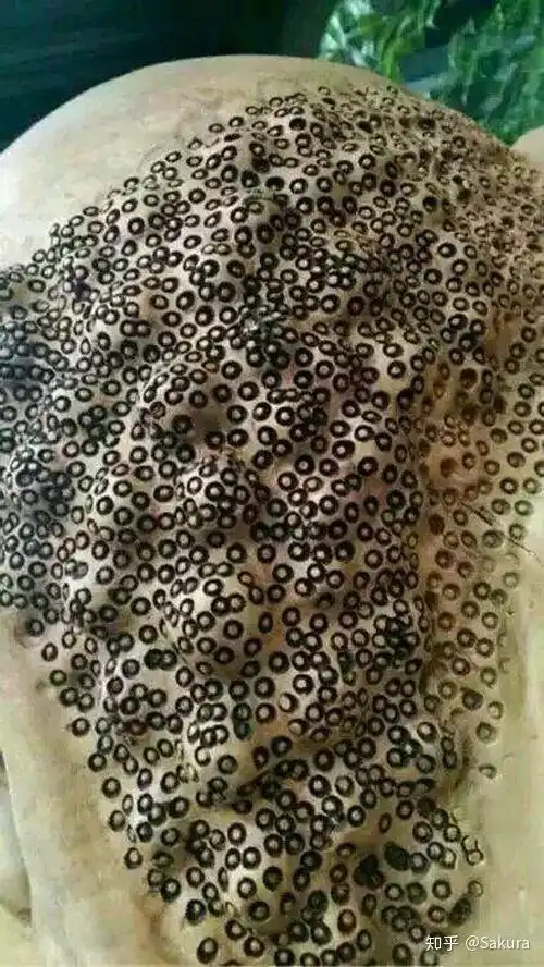 有哪些逼死密集恐惧症的图片或视频