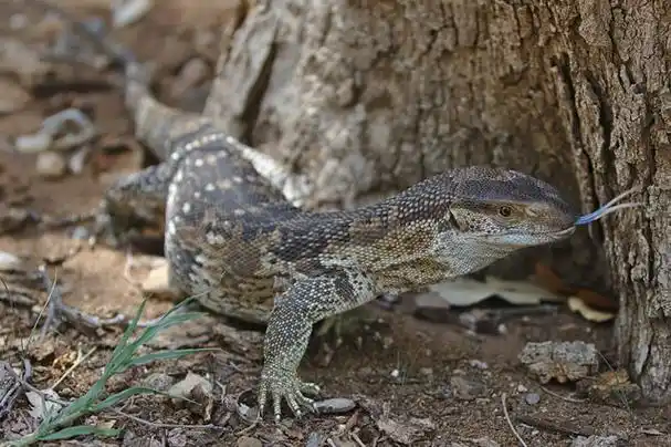 世界上最大的蜥蜴十大巨型蜥蜴榜首被称为龙