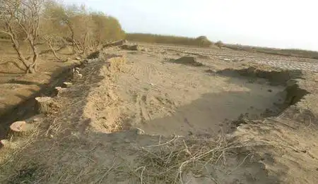 甘肃腾格里沙漠万余株防沙林木遭砍伐(组图)