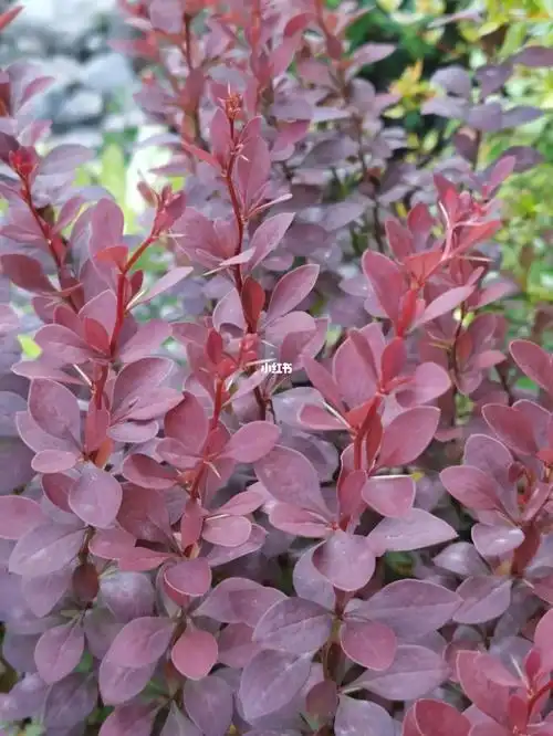 昆明植物园之紫叶小檗