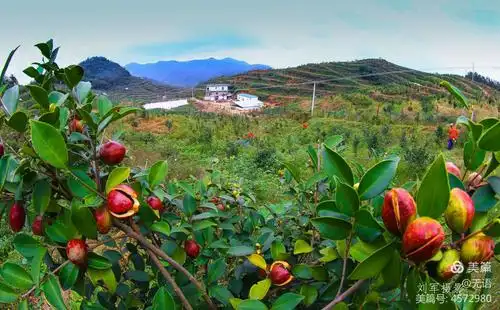 其它 十年磨一剑 油茶飘香桐柏山  写美篇  油茶树为小乔木或灌木植物