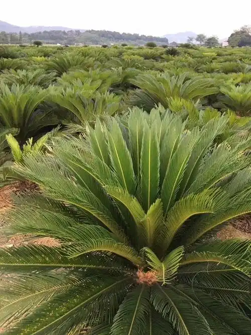 送货到家铁树盆景苏铁盆栽地栽观叶绿植客厅庭院绿化四季常青好养球径