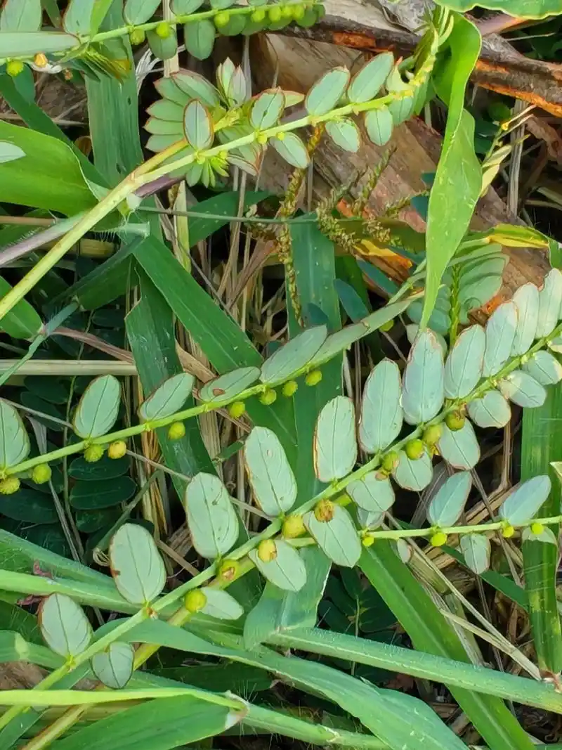 《叶下珠》叶下珠科叶下珠属,一年生草本植物.别名:珍珠草,阴 - 抖音