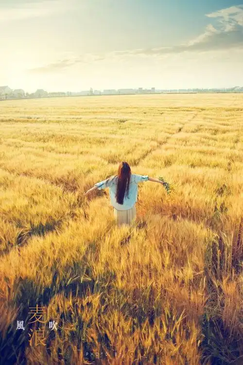 标题:风吹麦浪