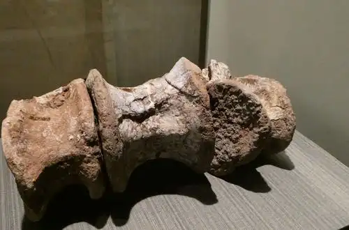 恐龙椎骨之间的骨面化石