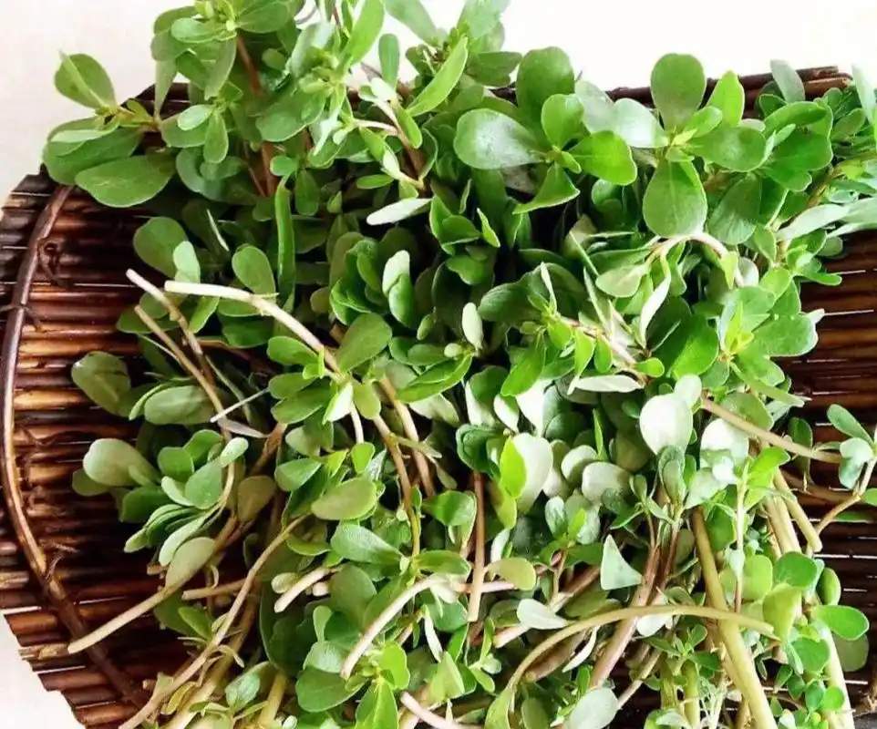 瓜子菜和马齿苋区别