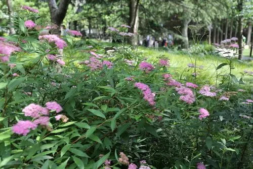 古猗园绣线菊"清新"登场
