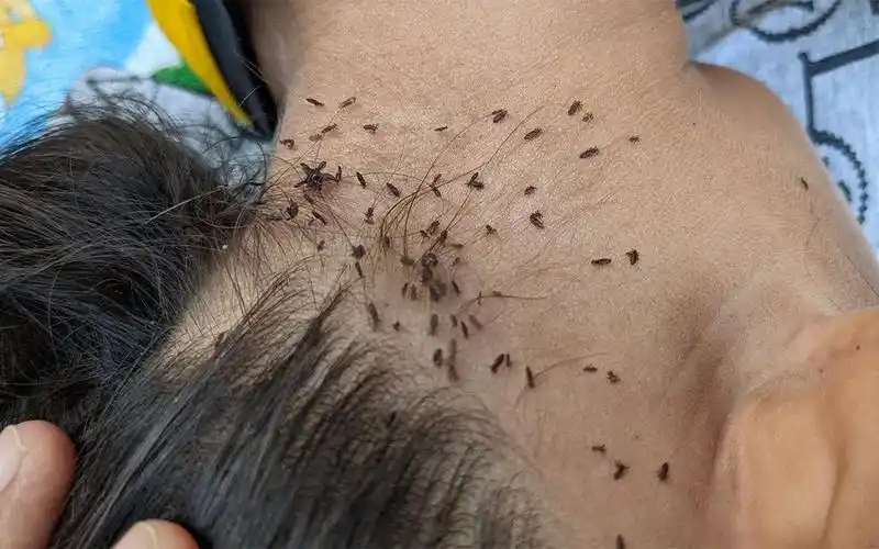 下面将详细介绍地虱子的功效.1.