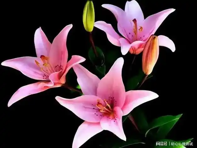 趣味心理测试四朵百合花哪朵最香测你2024年会遇到什么好事