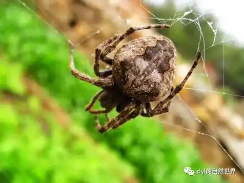 身边的自然大腹园蛛