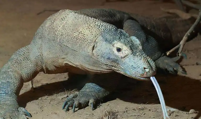 现存最大的蜥蜴,被"神话"的科莫多巨蜥,其真正实力到底如何?