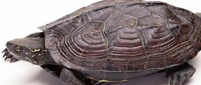 香龟是什么品种?香龟怎么饲养?