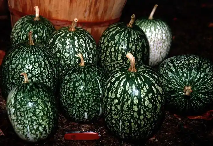 黑籽南瓜-景观植物案例-筑龙园林景观论坛