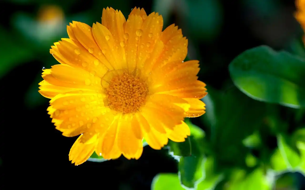 精选养眼黄色花朵小清新唯美图片桌面壁纸