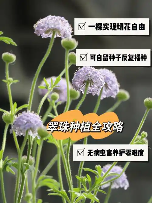 翠珠种植手册从播种到日常管理全攻略