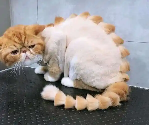 原创"给猫咪剃光毛后,猫咪跟我记仇半个月":夏天该给猫剃毛吗?