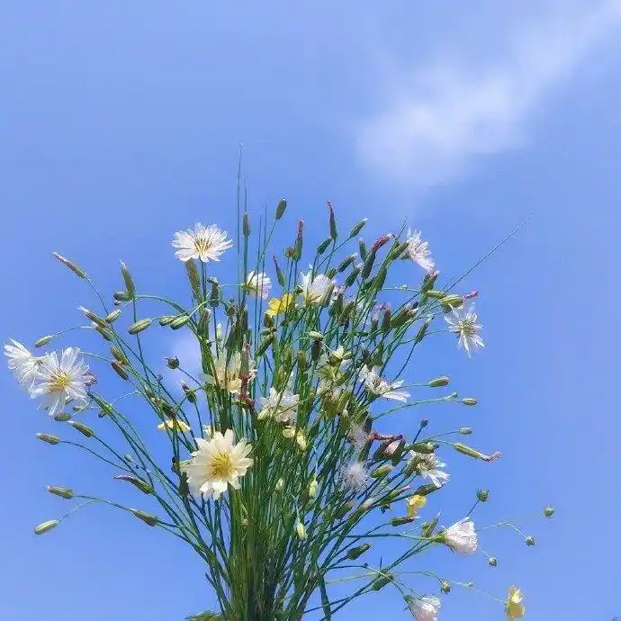 适合睡前发朋友圈的晚安心语说说短句子,微信里治愈情话带美图