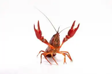 一只小龙虾活体白底图